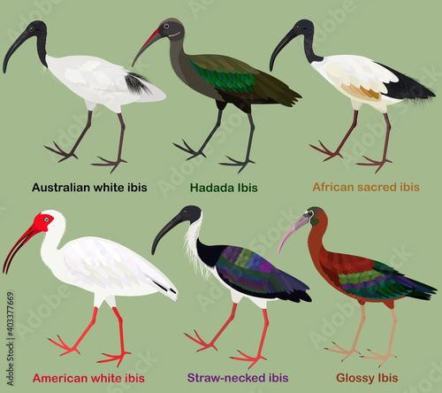 Cute wading bird vector illustration set, Australian white ibis, Hadada, African sacred, American white, Straw-necked, Glossy Ibis photo