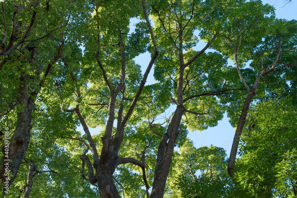 Fototapeta premium 森林浴