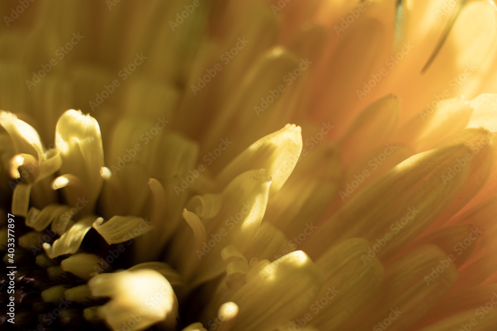 gerbera flower macro photo, very close up, natural flower.
gerbera flower macro photo, very close up, natural flower.