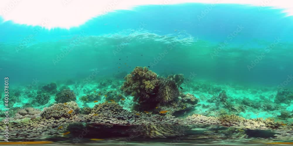 Reef underwater tropical coral garden. Underwater sea fish. Philippines. 360VR Video. Reef underwater tropical coral garden. Underwater sea fish. Philippines. 360VR Video.