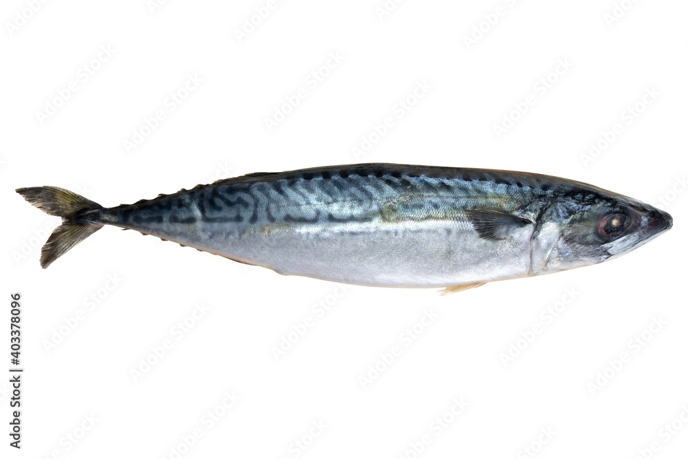 Raw mackerel isolated on white