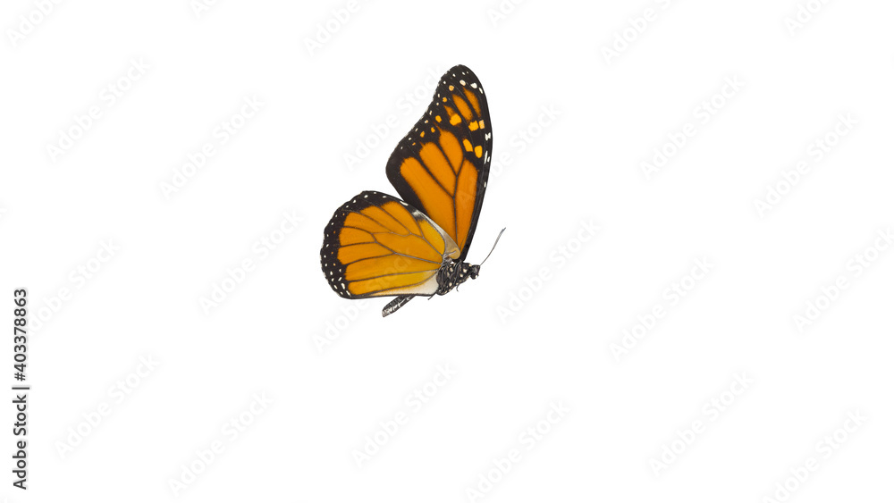 Obraz premium An orange monarch butterfly in its flying pose isolated on white background with Clipping path included. 3D Rendering 8K. side view.