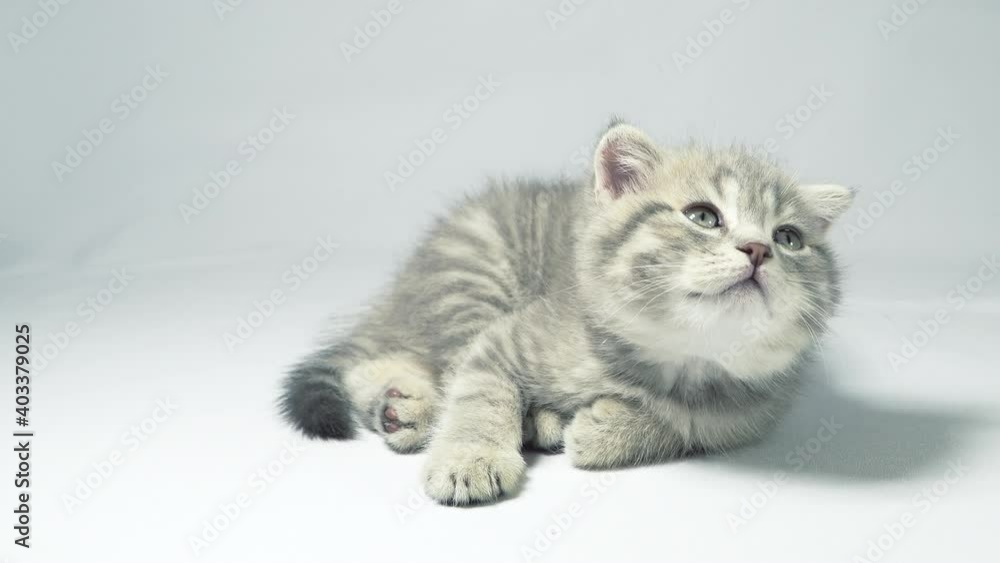 Funny little gray fold scottish kitten kitty playing on a white background. Funny little gray fold scottish kitten kitty playing on a white background.