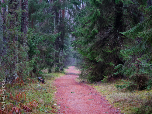 dense dark spruce forest with a red path © makam1969