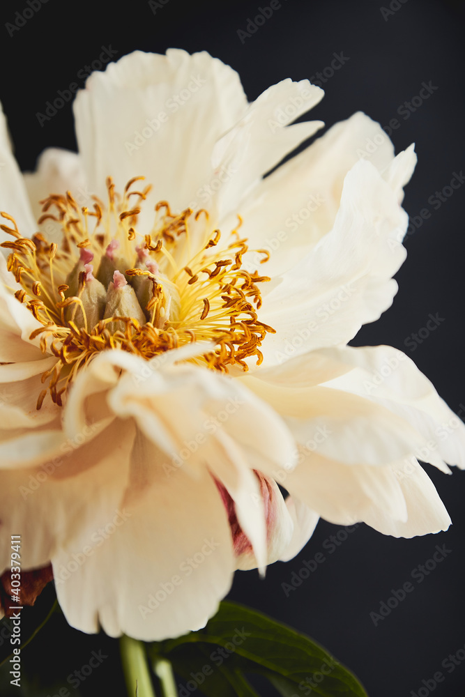 Obraz premium white peony on black background