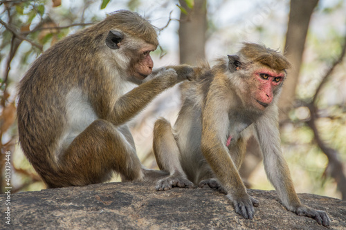 Macacos en Sri Lanka © Sergio