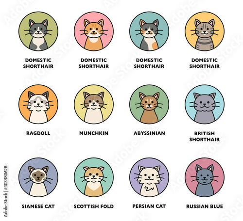 Cute cat breed icon set. The cute cat face is in the circle. flat design style minimal vector illustration.