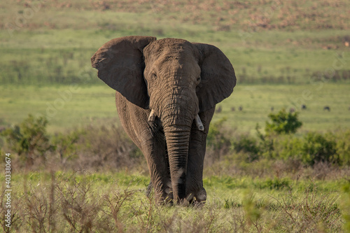 African Elephant © laura