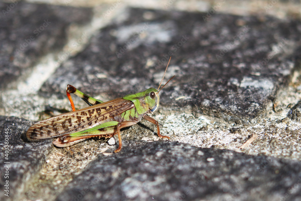Migratory locust is on the road. Migratory locust is on the road.