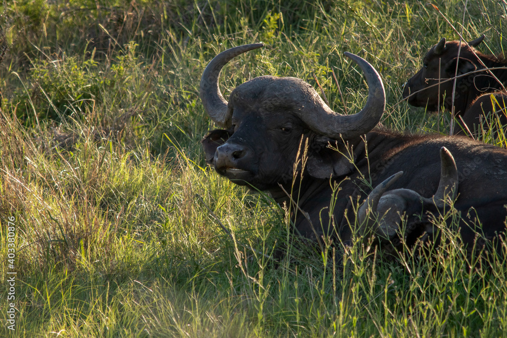 Fototapeta premium Buffalo 