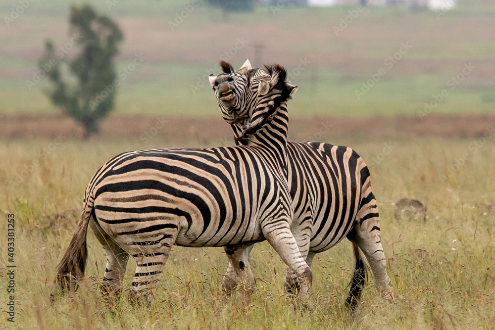 Obraz premium Zebra in Africa