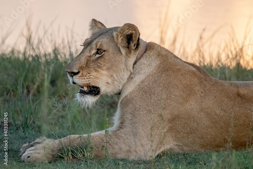 Lions in Africa