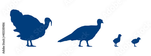 Low poly turkeycock, turkey and poults on white background. Blue silhouettes. Vector Illustration