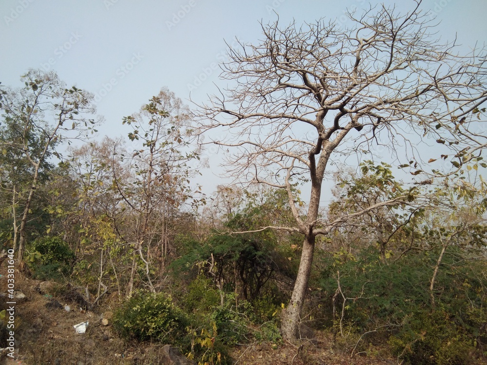 tree in the middle of nowhere tree in the middle of nowhere