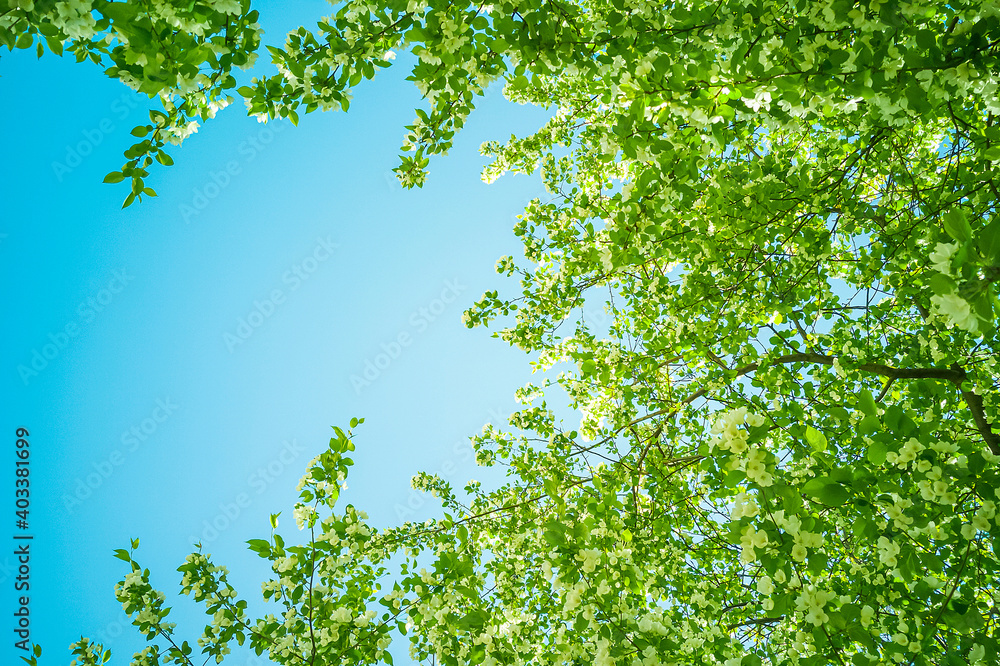 White blooming apple trees in spring sunny day against the sky. The freshness of spring. For postcard. Copy space for text White blooming apple trees in spring sunny day against the sky. The freshness of spring. For postcard. Copy space for text