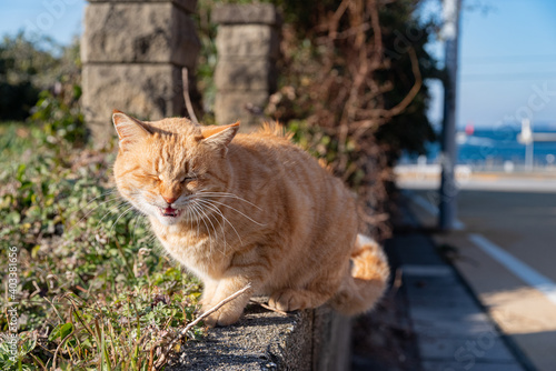 にゃーーー！　茶トラ猫 photo