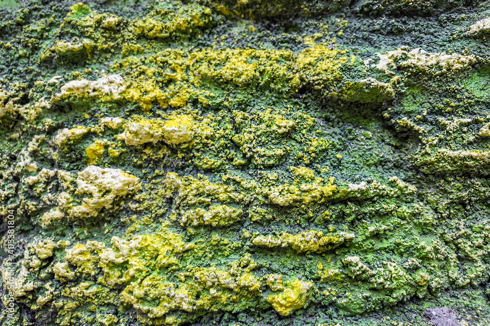 Artificial of ancient Fossil on stone wall of children's paleantological museum. Texture background/ Artificial of ancient Fossil on stone wall of children's paleantological museum. Texture background/