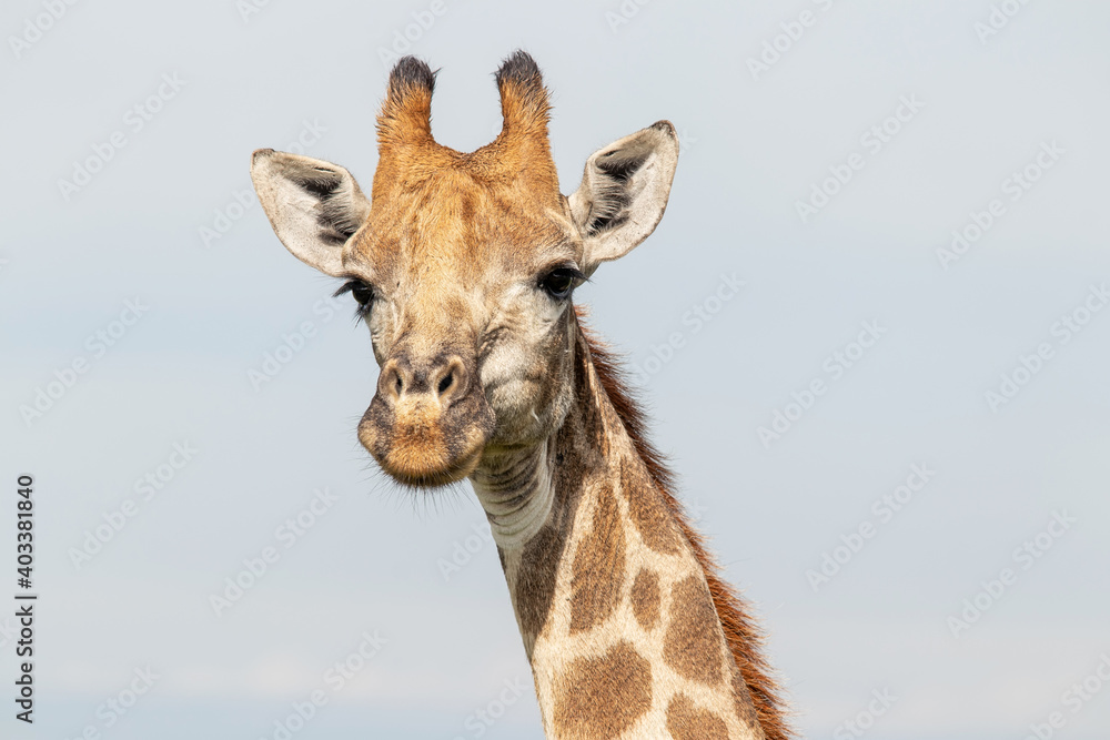 Fototapeta premium Giraffe in the wild