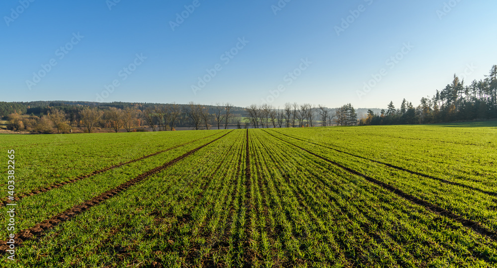 rows of young winter wheat on field in autumn in front of trees in distance