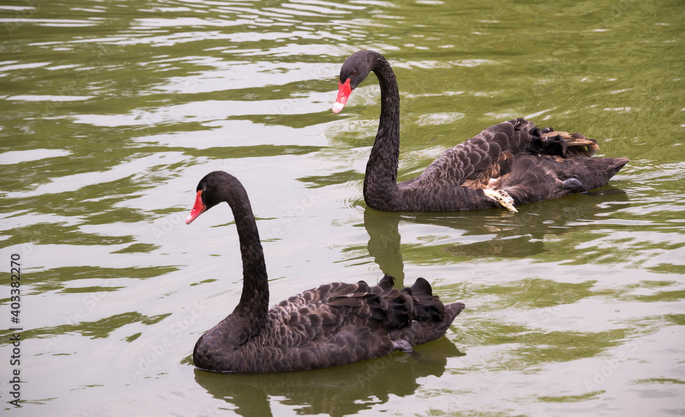 Fototapeta premium Wounded black swan with a friend