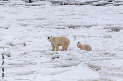 A mother polar bear and one cub behind walking over the icy sea shore in Hudsob Bay, northern Manitoba Canada waiting for the sea ice to form for the winter season. 