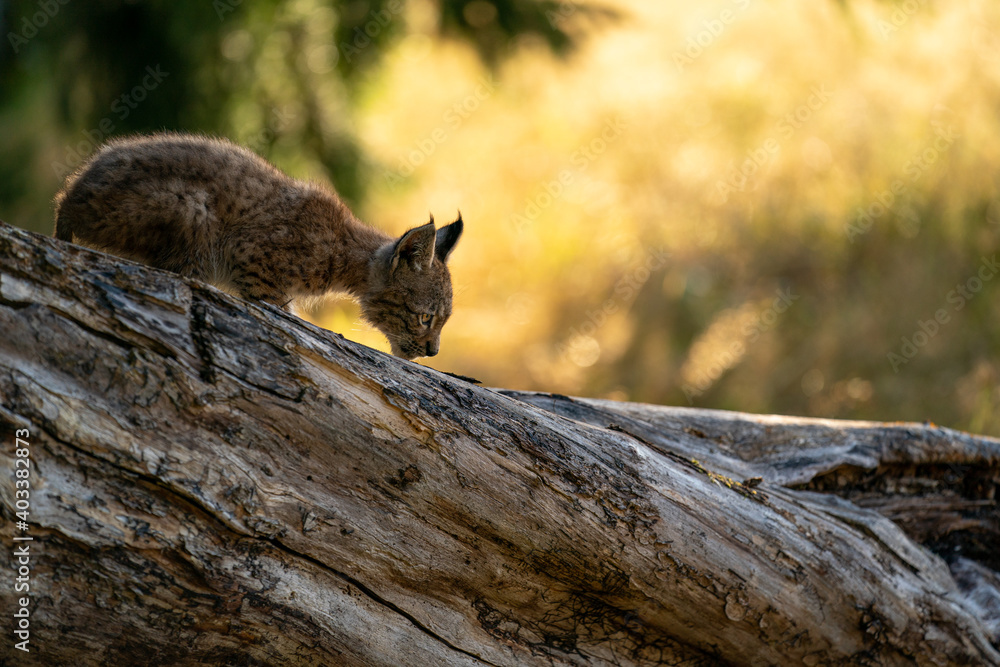 Obraz premium Lynx cub on the fallen tree trunk from side view. Focused small baby animal. Lynx lynx.