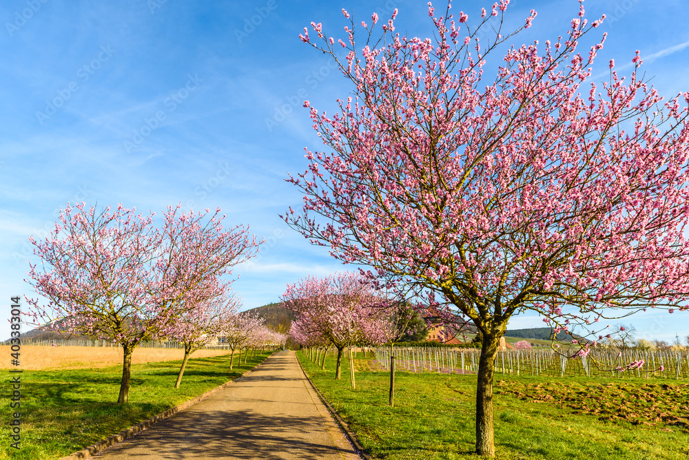 Mandelblüte am Geilweilerhof, Institut für Rebenzüchtung, Siebeldingen, Deutsche Weinstraße, Rheinland-Pfalz, Deutschland 