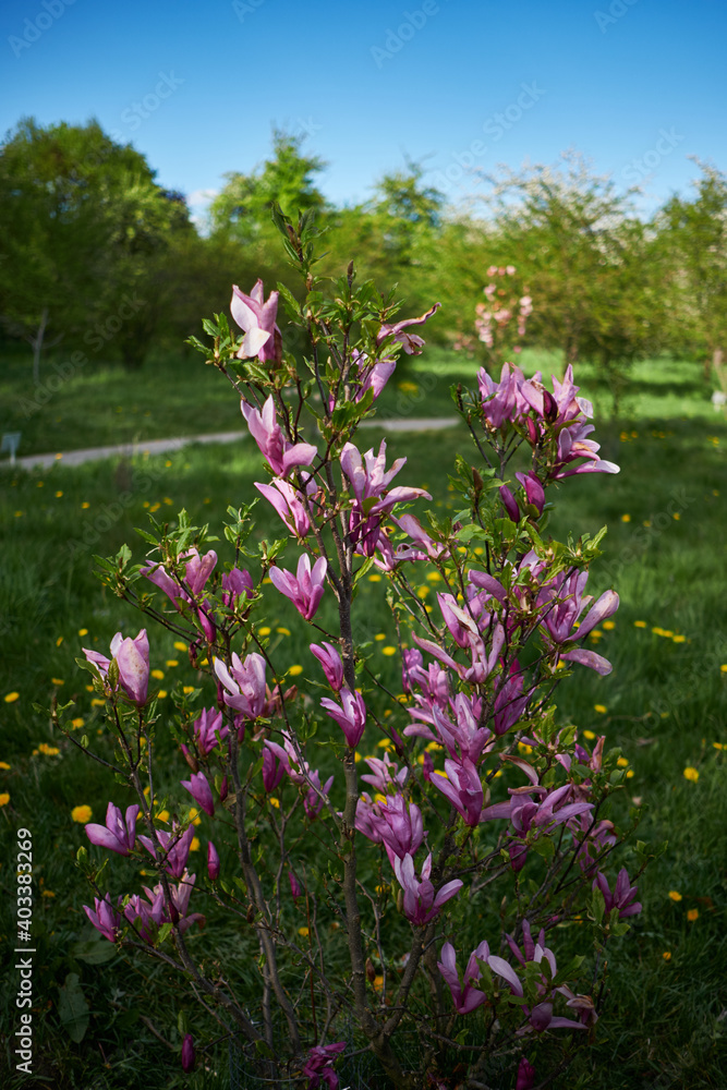 Magnolia blossom