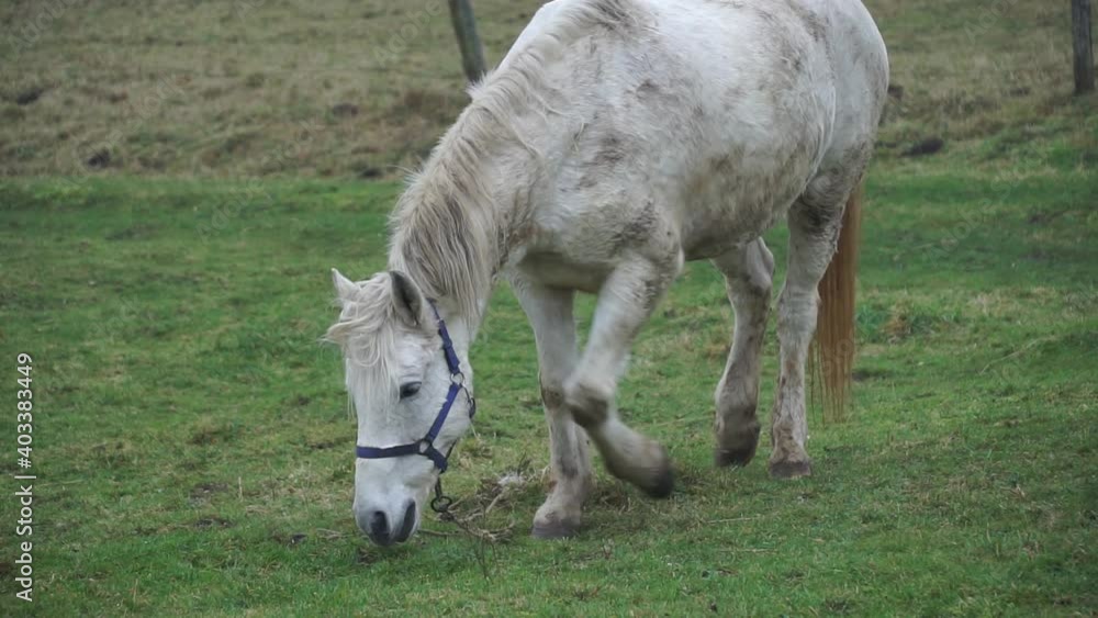 A white horse grazes on a pasture. Beautiful mare horse plays on grass A white horse grazes on a pasture. Beautiful mare horse plays on grass
