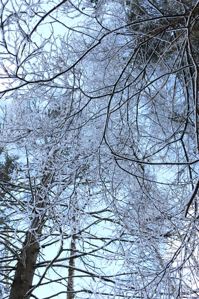 Obraz premium snow branches bottom view