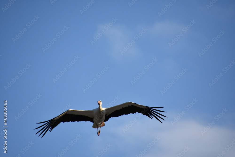 Obraz premium Storch am Himmel