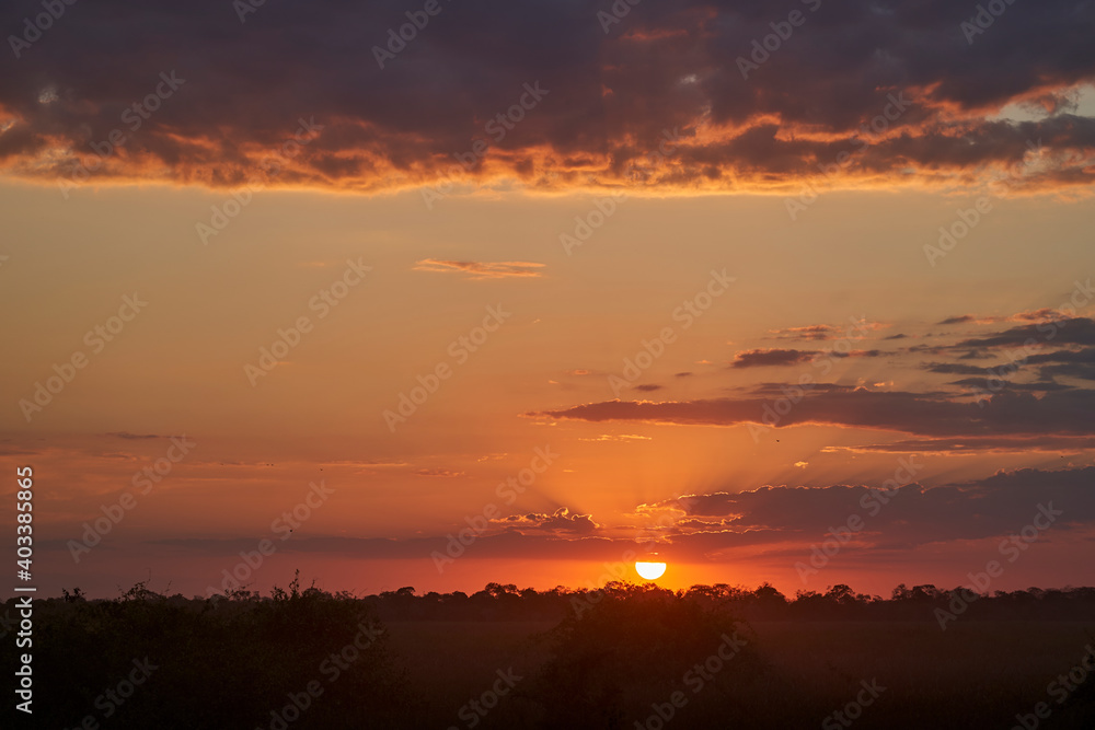 Beautiful sunset with golden light and dramatic sky over a jungle landscape with a silhouette  palm tree in the wetlands of the pantanal at the Transpantaneira to Porto Jofre, Brazil, South America