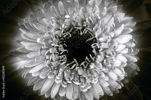 gerbera flower macro photo, very close up, natural flower. photo