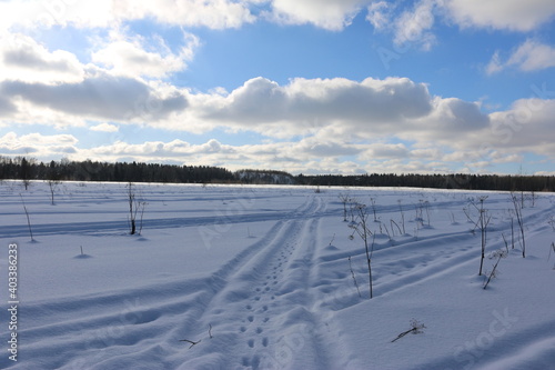 snowy field, a blue sky Sunny day, the pine forest © subbot