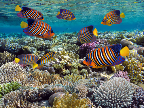 Colorful Coral Reef With Hard Corals At The Bottom Of Tropical Sea