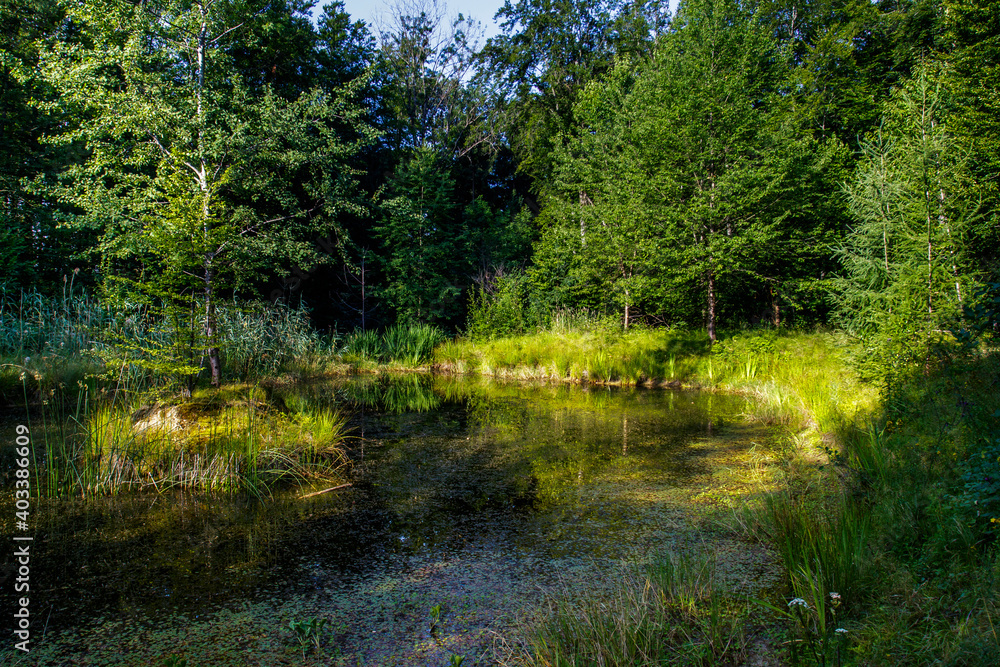 Kleiner See im Wald vom NSG Rauber-Wiestal, Jesingen, Baden-Württemberg