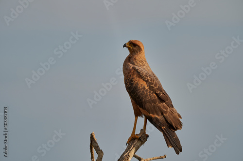Exotic birds of the Pantanal. Beautiful bird of prey in a tree along the Transpantaneira in the wetlands of the Pantanal swamp, Brazil, South America © Jens