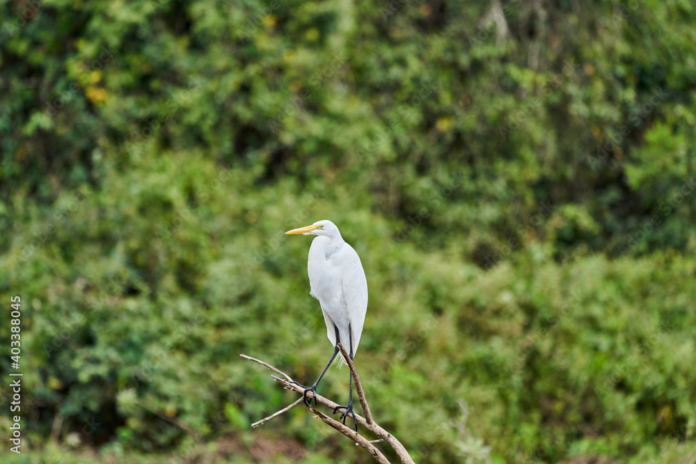 Exotic birds of the Pantanal. The great white egret, Ardea alba, or common egret, large egret, or great white heron in the wetlands of the pantanal swamp, Brazil, South America Exotic birds of the Pantanal. The great white egret, Ardea alba, or common egret, large egret, or great white heron in the wetlands of the pantanal swamp, Brazil, South America