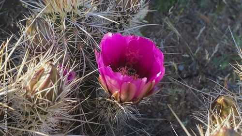 Close-up of a purple hedgehog cactus flower in bloom during spring in Southern Arizona. Slider right to left.