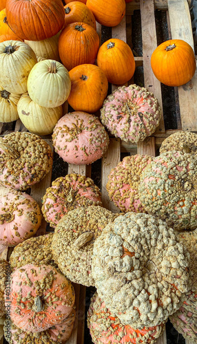 Gourds and pumpkins on sale in an Amish stall in Tennessee  USA.