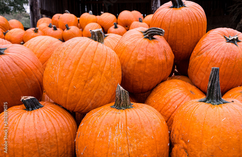 Large halloween pumpkins on pumpkin farm in Tennessee.