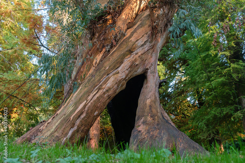 Slika na platnu Large hollow twisted eucalyptus tree in the park