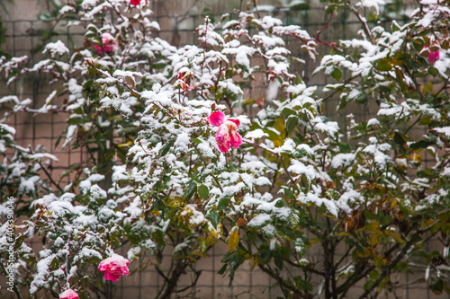 small pin roses covered by snow