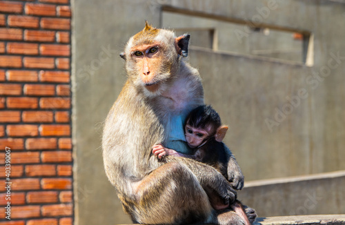 Thai Monkey Mother with her Baby in Thailand Asia