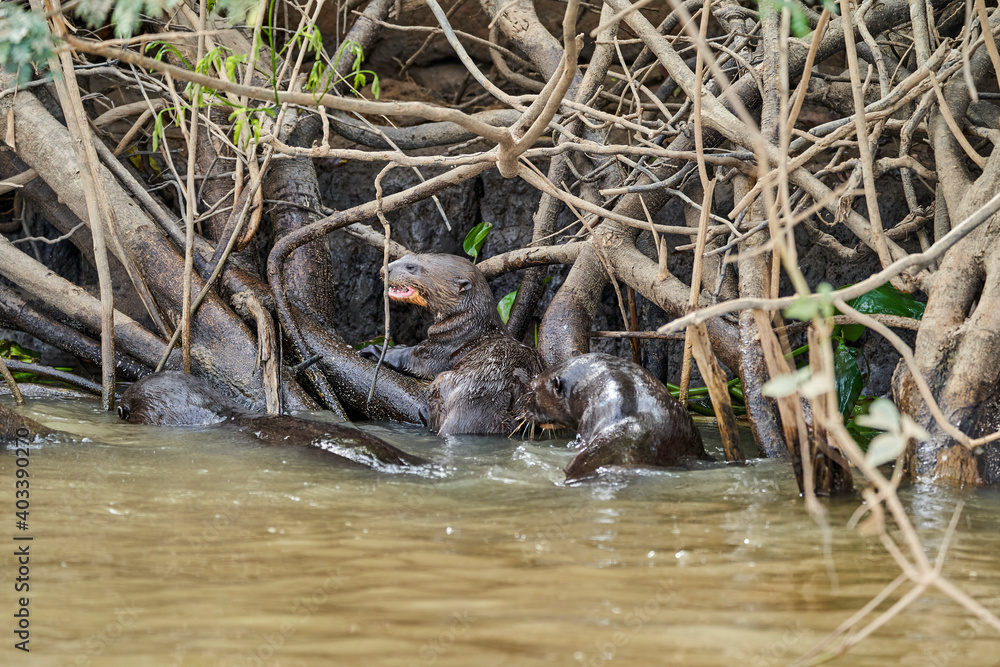 giant river otter, Pteronura brasiliensis, a South American carnivorous mammal, longest member of the weasel family, Mustelidae. Group of Otters feasting on fish in the Cuiaba River, Pantanal, Brazil giant river otter, Pteronura brasiliensis, a South American carnivorous mammal, longest member of the weasel family, Mustelidae. Group of Otters feasting on fish in the Cuiaba River, Pantanal, Brazil