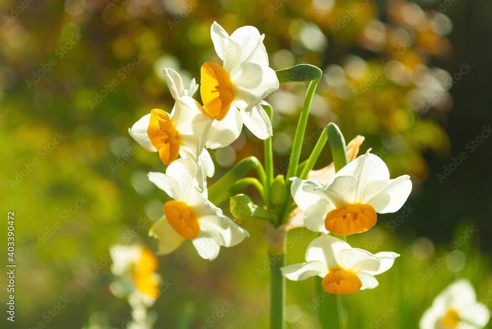 white and yellow flowers white and yellow flowers