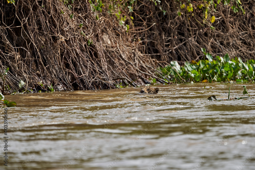 Obraz premium Jaguar, Panthera onca, is a large felid species and the only extant member of the genus Panthera native to the Americas, Jaguar swimming Cuiaba river in the Pantanal, Brazil