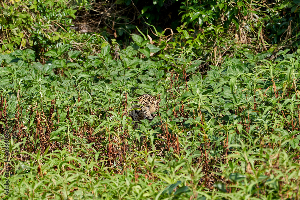 Jaguar, Panthera onca, is a large felid species and the only extant member of the genus Panthera native to the Americas, Jaguar stalking through vegetation on Cuiaba river in the Pantanal, Brazil Jaguar, Panthera onca, is a large felid species and the only extant member of the genus Panthera native to the Americas, Jaguar stalking through vegetation on Cuiaba river in the Pantanal, Brazil