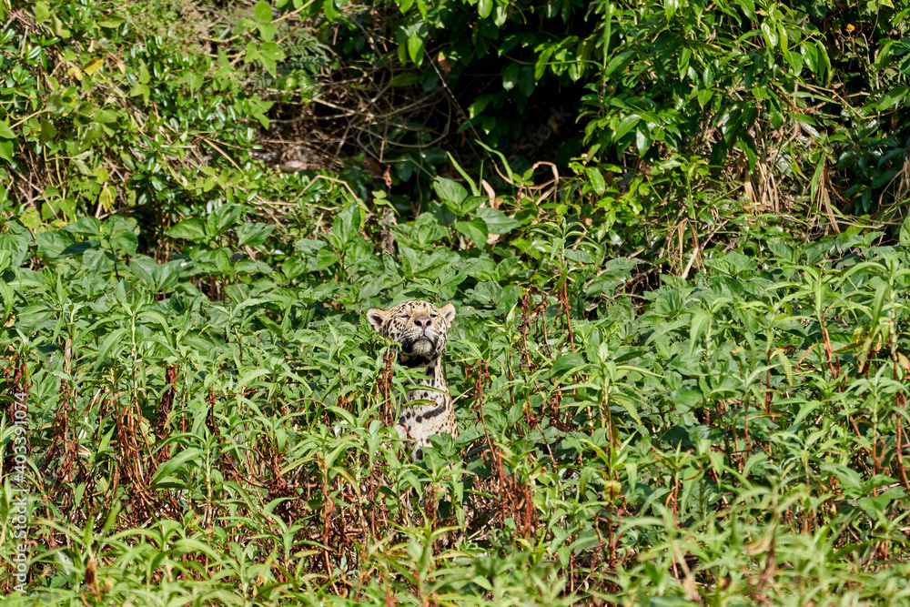 Obraz premium Jaguar, Panthera onca, is a large felid species and the only extant member of the genus Panthera native to the Americas, Jaguar stalking through vegetation on Cuiaba river in the Pantanal, Brazil