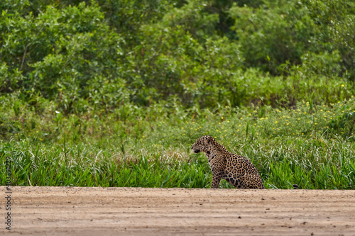 Jaguar, Panthera onca, is a large felid species and the only extant member of the genus Panthera native to the Americas, Jaguar stalking along a sand bank on Cuiaba river in the Pantanal, Brazil